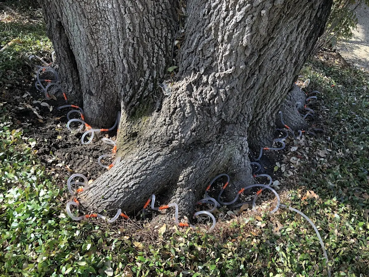 Detailed Tree Cabling and Bracing job site in Blackey
