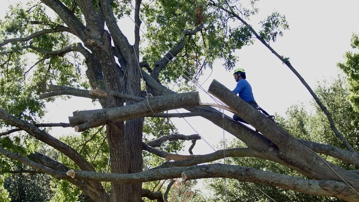 Professional Crown Thinning performed by certified arborists in Blackey